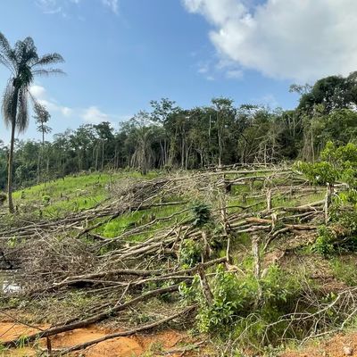 slash-and-burn-copy.max-1200x1200.format-avif