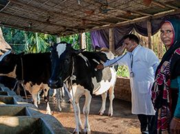 A man and woman stand amid a row of cows feeding in a barn