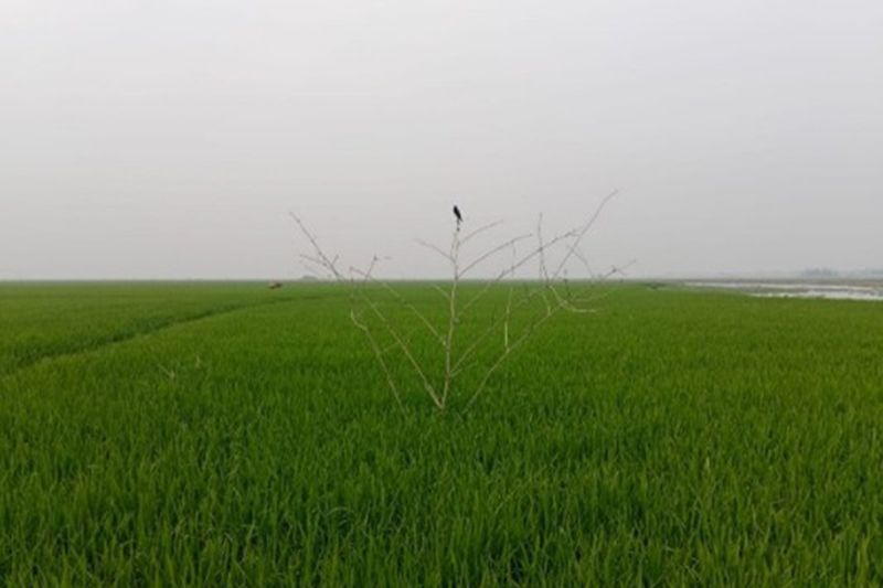 sonali-fosol-intxt3
