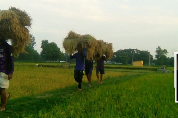 কৃষকের পাশেযুব সম্প্রদায় - Header Image