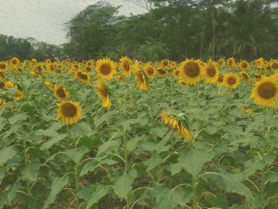 Tackling the climate crisis – with a flower: A farmer’s diary - Header Image