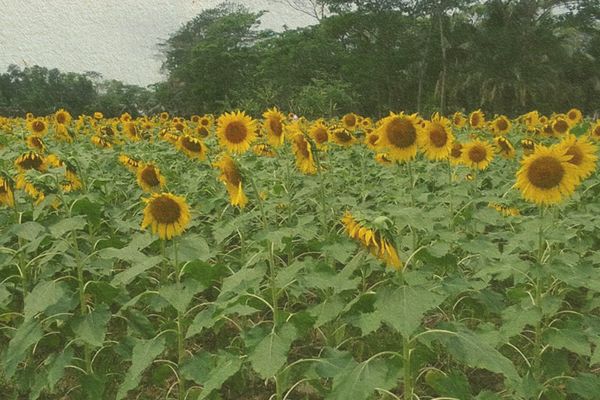Tackling the climate crisis – with a flower: A farmer’s diary - Header Image