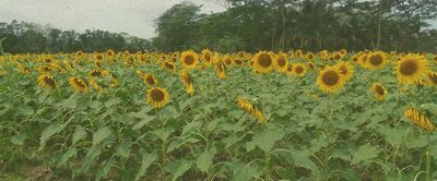 Tackling the climate crisis – with a flower: A farmer’s diary - Header Image