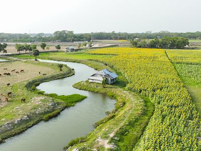 Battling the climate and global edible oil crises with sunflowers - Header Image