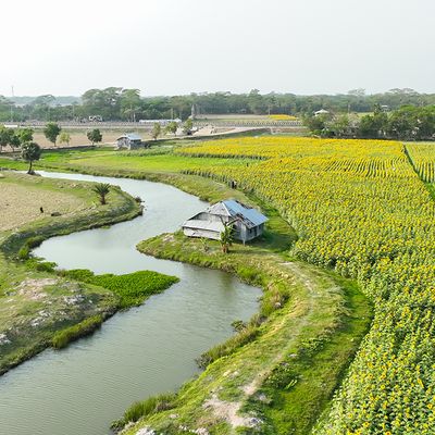 Battling the climate and global edible oil crises with sunflowers - Header Image