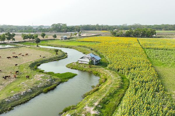Battling the climate and global edible oil crises with sunflowers - Header Image