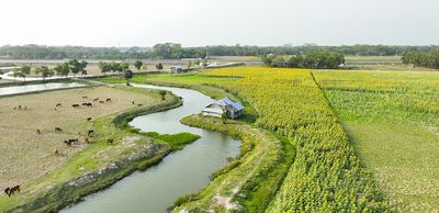 Battling the climate and global edible oil crises with sunflowers - Header Image