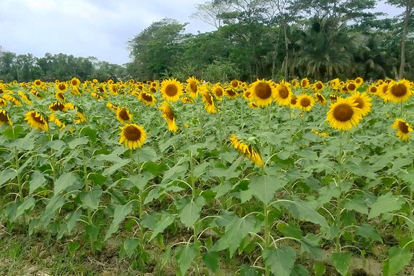 জলবায়ু সংকট মোকাবিলায় আশা জাগিয়েছে সূর্যমুখী চাষ - Header Image
