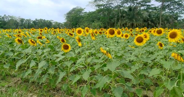 জলবায়ু সংকট মোকাবিলায় আশা জাগিয়েছে সূর্যমুখী চাষ - Header Image