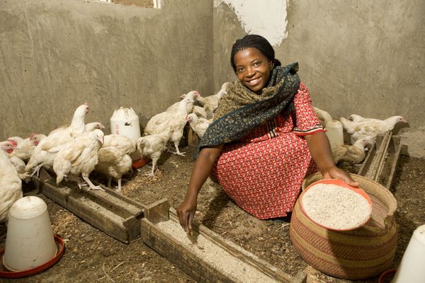 Tanzania | BRAC argriculture, a woman feeding her chickens