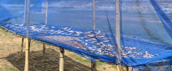 Dry fish, betel leaf and business: Three women challenging poverty in Bangladesh - Header Image