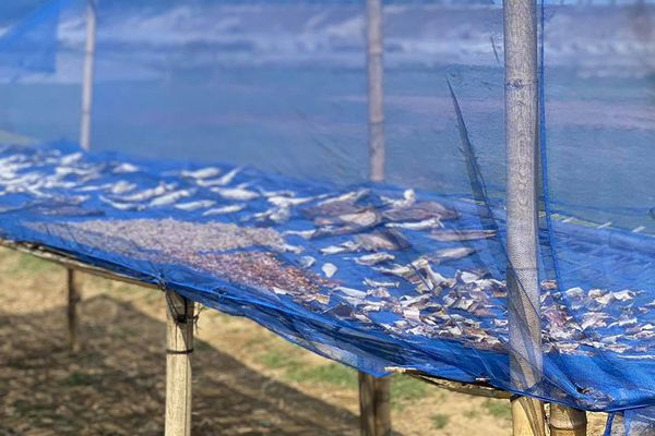 Dry fish, betel leaf and business: Three women challenging poverty in Bangladesh - Header Image