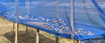 Dry fish, betel leaf and business: Three women challenging poverty in Bangladesh - Header Image