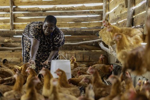 Ugandan farmer in the chicken coop