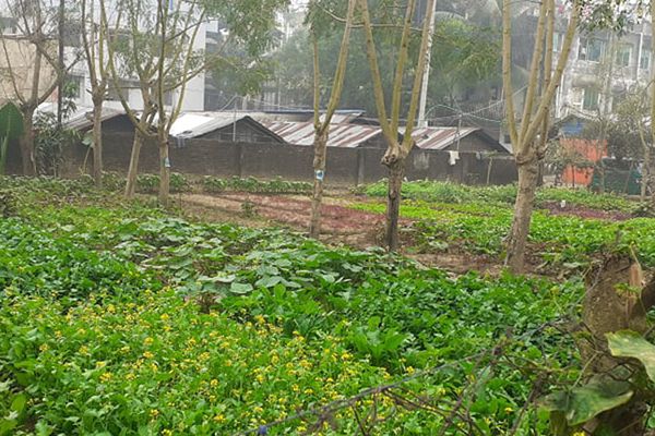 Urban agriculture: Future source of organic food for city dwellers - Header Image