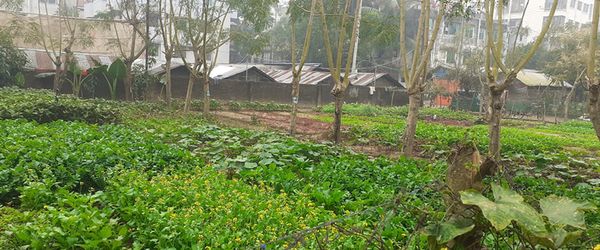 Urban agriculture: Future source of organic food for city dwellers - Header Image