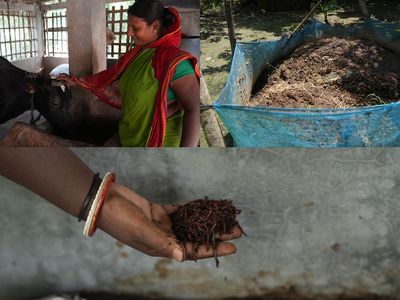 From left to right: Archana with her cow, semi-enclosed storage pit, and worms being added to the manure.