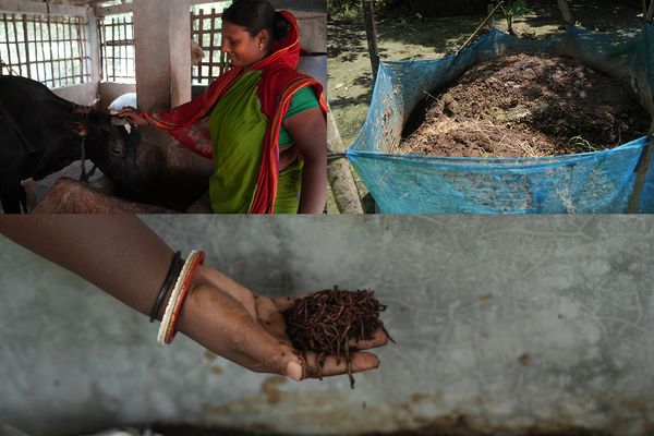From left to right: Archana with her cow, semi-enclosed storage pit, and worms being added to the manure.