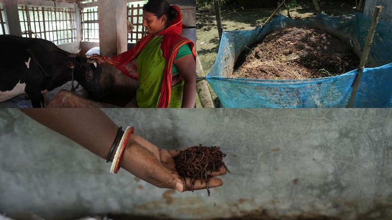 From left to right: Archana with her cow, semi-enclosed storage pit, and worms being added to the manure.