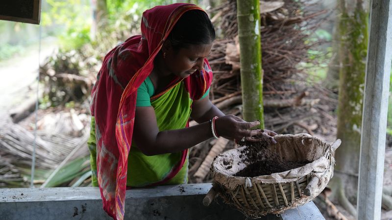 Every two months, Archana harvests 200 kg of vermicompost from each pit, generating an annual income of around BDT 24,000 (USD 197).