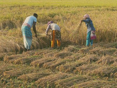 Fighting the white curse: Growing crops in salty soil - Header Image