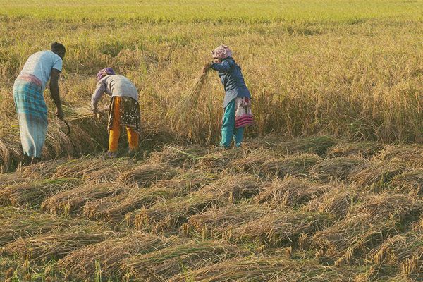 Fighting the white curse: Growing crops in salty soil - Header Image