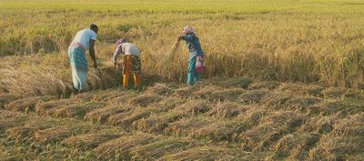 Fighting the white curse: Growing crops in salty soil - Header Image