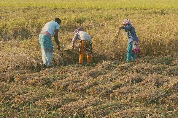Fighting the white curse: Growing crops in salty soil - Header Image