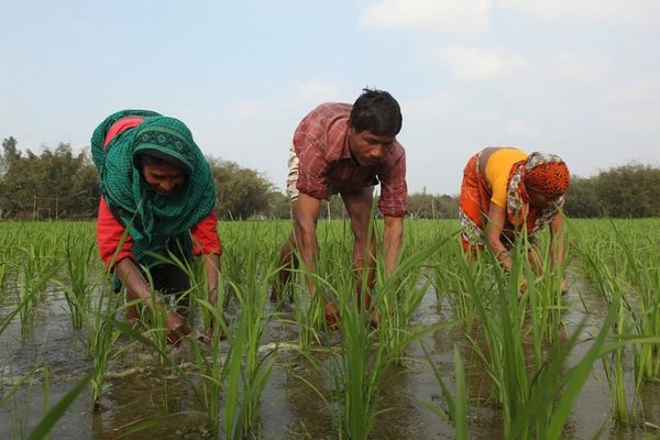 Climate change is taking a major toll on agriculture. Here’s how to support farmers - Header Image