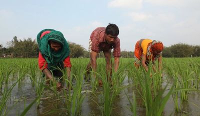 Climate change is taking a major toll on agriculture. Here’s how to support farmers - Header Image
